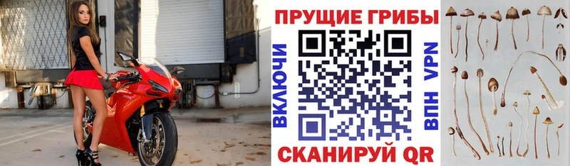 купить   Вяземский  Галлюциногенные грибы Magic Shrooms 